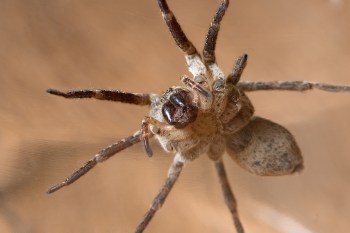A spider is positioned on a smooth surface, displaying its legs and body in detail.
