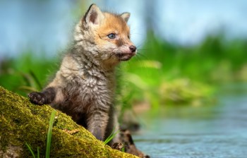 A fox cub sitting on a mossy log near a body of water with green grass in the background.