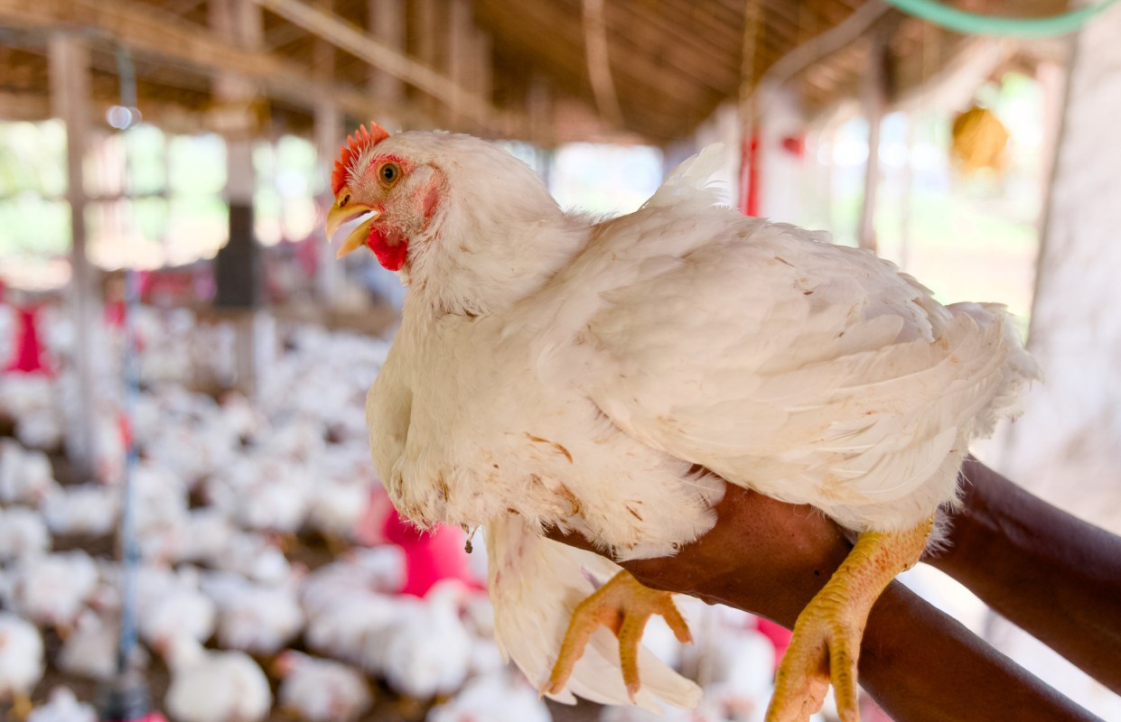 A close-up view of a white chicken being gently held on a farm, showcasing poultry farming activities.