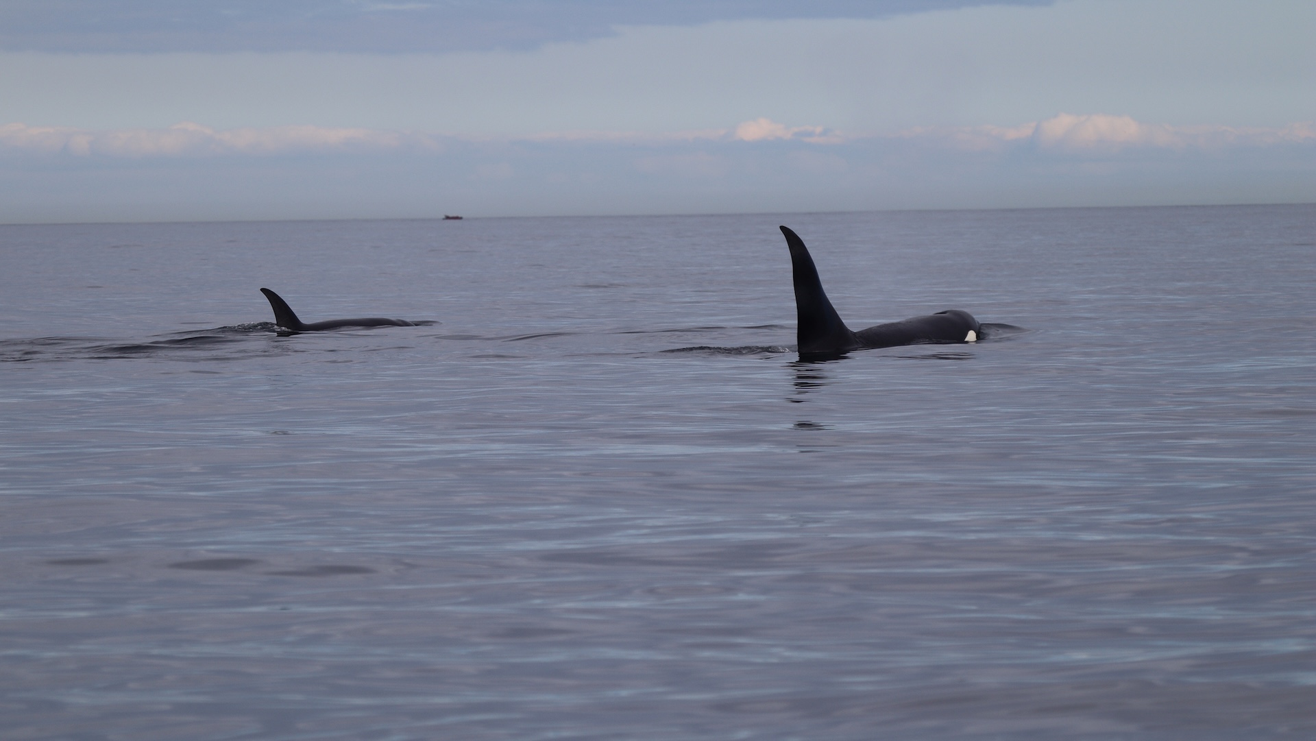 Washington's Salish Sea logs record July for Bigg's orcas, with no southern residents seen