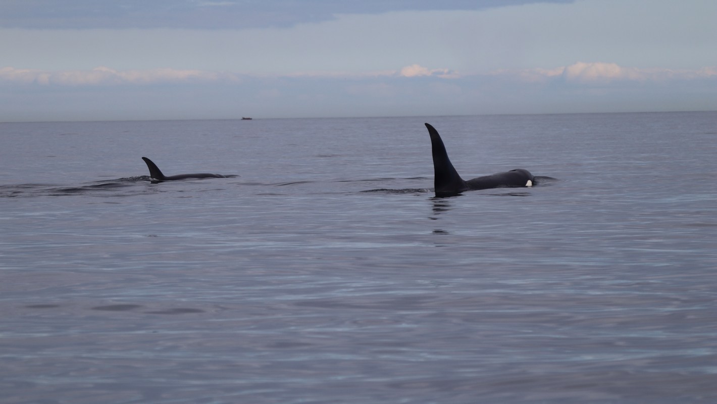 Two orcas swim in calm waters under a cloudy sky.
