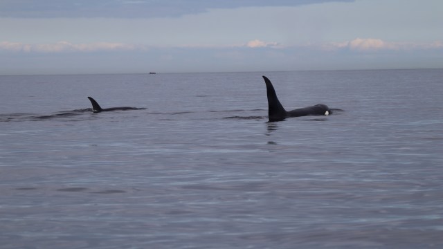 Two orcas swim in calm waters under a cloudy sky.