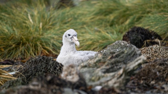 A young petrel seabird sitting among rocks and sea grass.