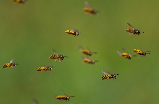 A swarm of yellow-and-black-striped wasps flying against a green background.