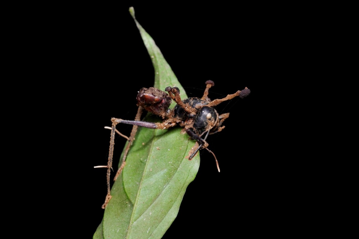 An ant on a leaf with a fungal growth affecting its body.