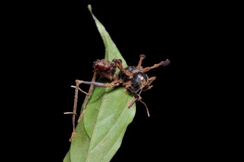 An ant on a leaf with a fungal growth affecting its body.