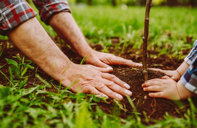 A person and a child placing hands on the soil around a small tree while planting it.