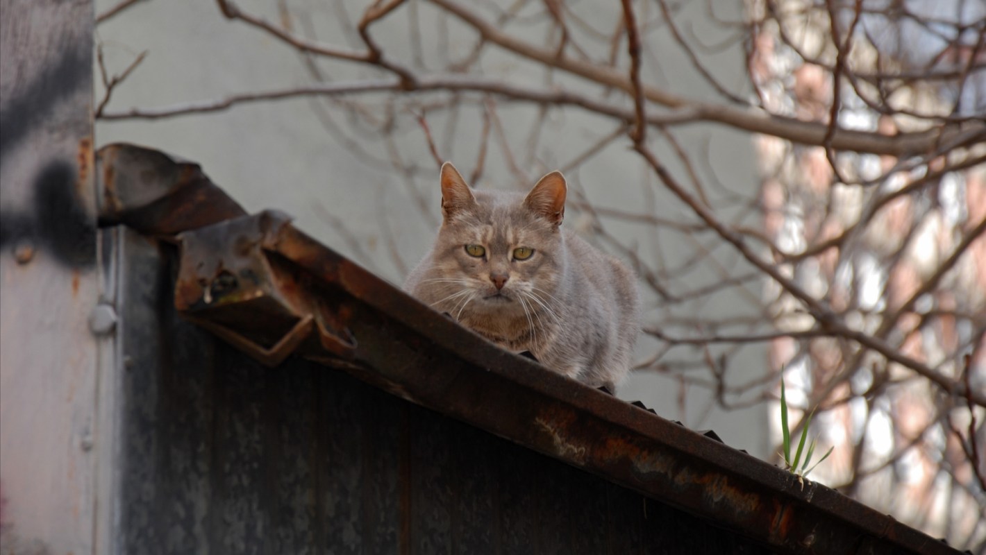A gray cat sits on a rusty roof, with branches in the background.