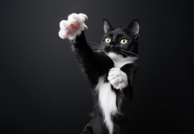 A cat.
