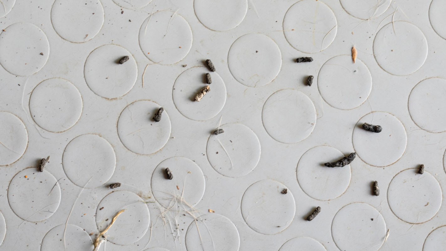 Scattered mouse droppings and debris on a textured white surface with circular patterns.