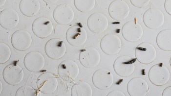 Scattered mouse droppings and debris on a textured white surface with circular patterns.