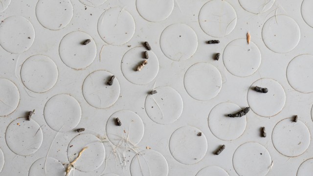 Scattered mouse droppings and debris on a textured white surface with circular patterns.