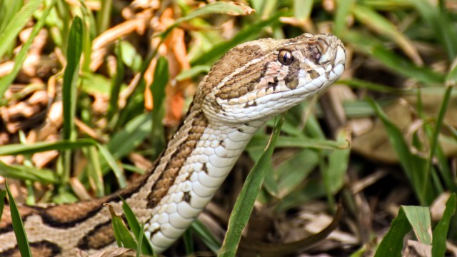 A snake among green grass and foliage.