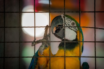 A parrot in a cage.