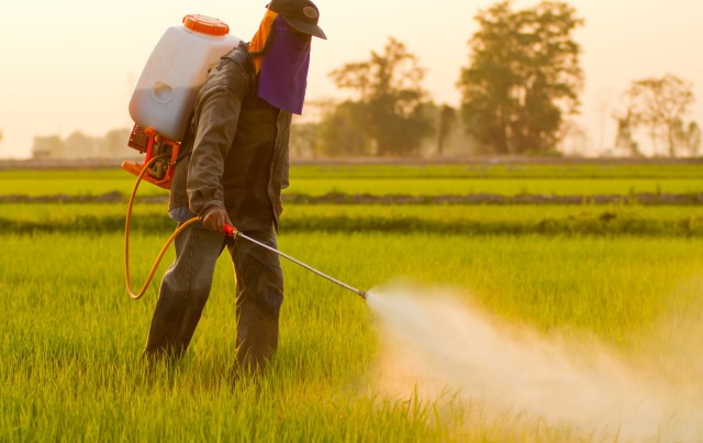 A person spraying a pesticide in a rice field during sunset.