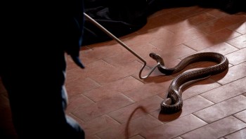 A snake is on the floor, with a person holding a snake-catching tool nearby.
