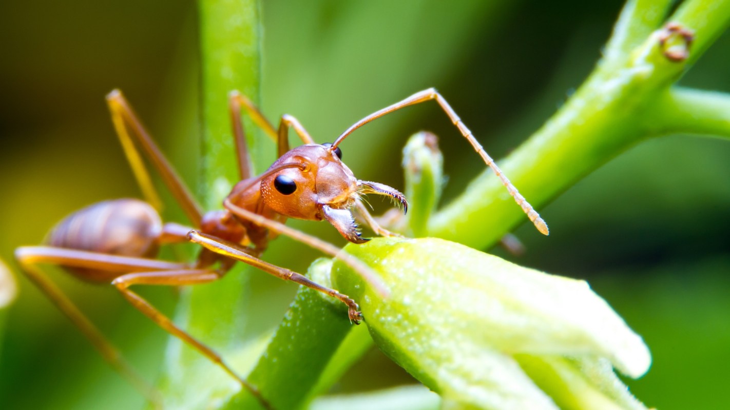 A red fire ant interacts with a small flower on a green plant.