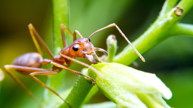 A red fire ant interacts with a small flower on a green plant.