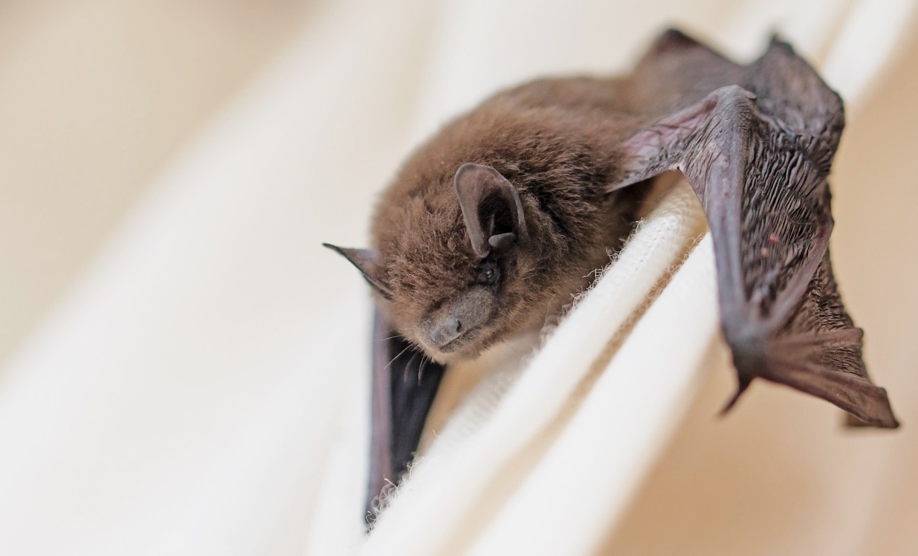 A brown bat resting on a white surface.