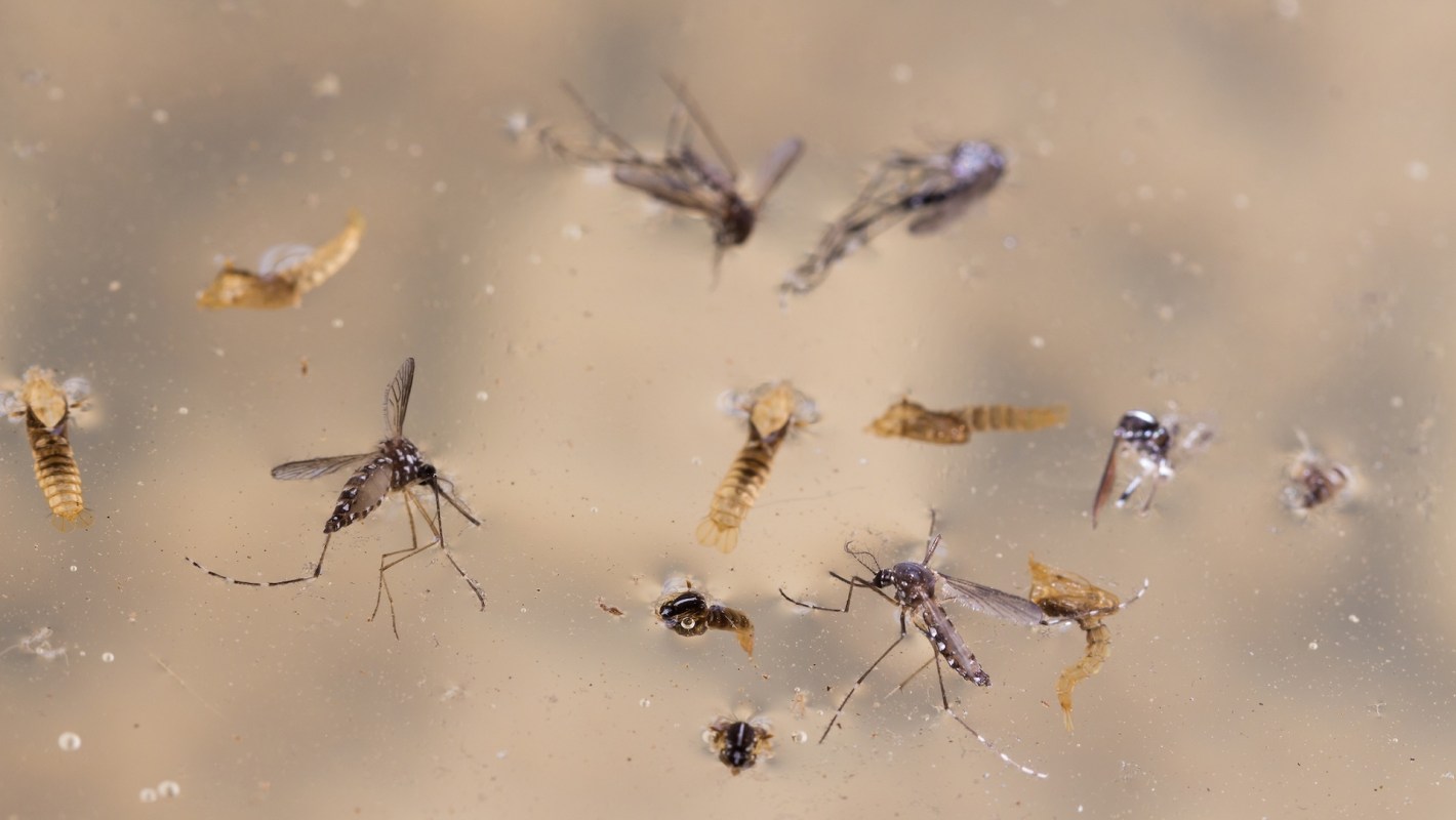 Several mosquitoes and waterborne larvae in shallow water.