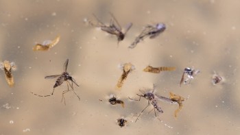 Several mosquitoes and waterborne larvae in shallow water.
