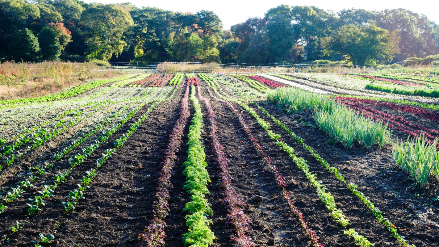A farm with vegetables.