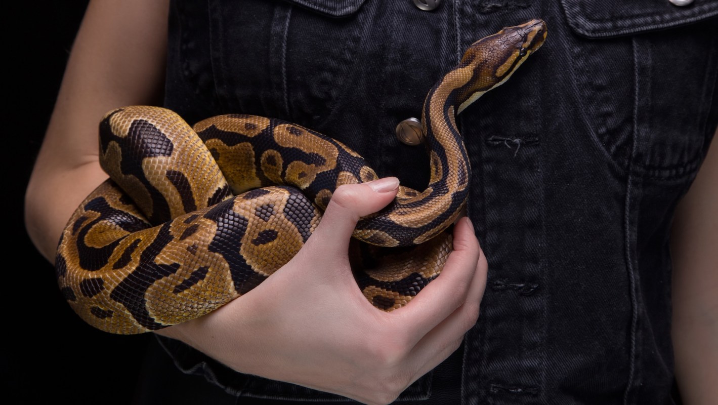 A person holding a ball python.