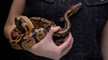 A person holding a ball python.