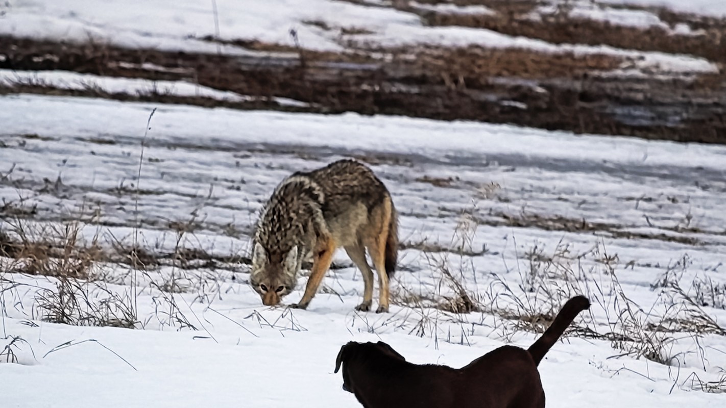 A coyote hunts in a snowy field with a brown dog in the foreground.