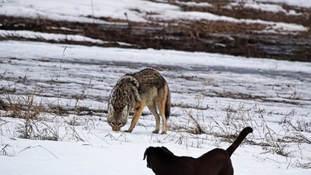 A coyote hunts in a snowy field with a brown dog in the foreground.