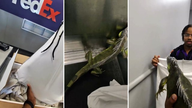 A person at a FedEx location handles an iguana removed from a shipping box.