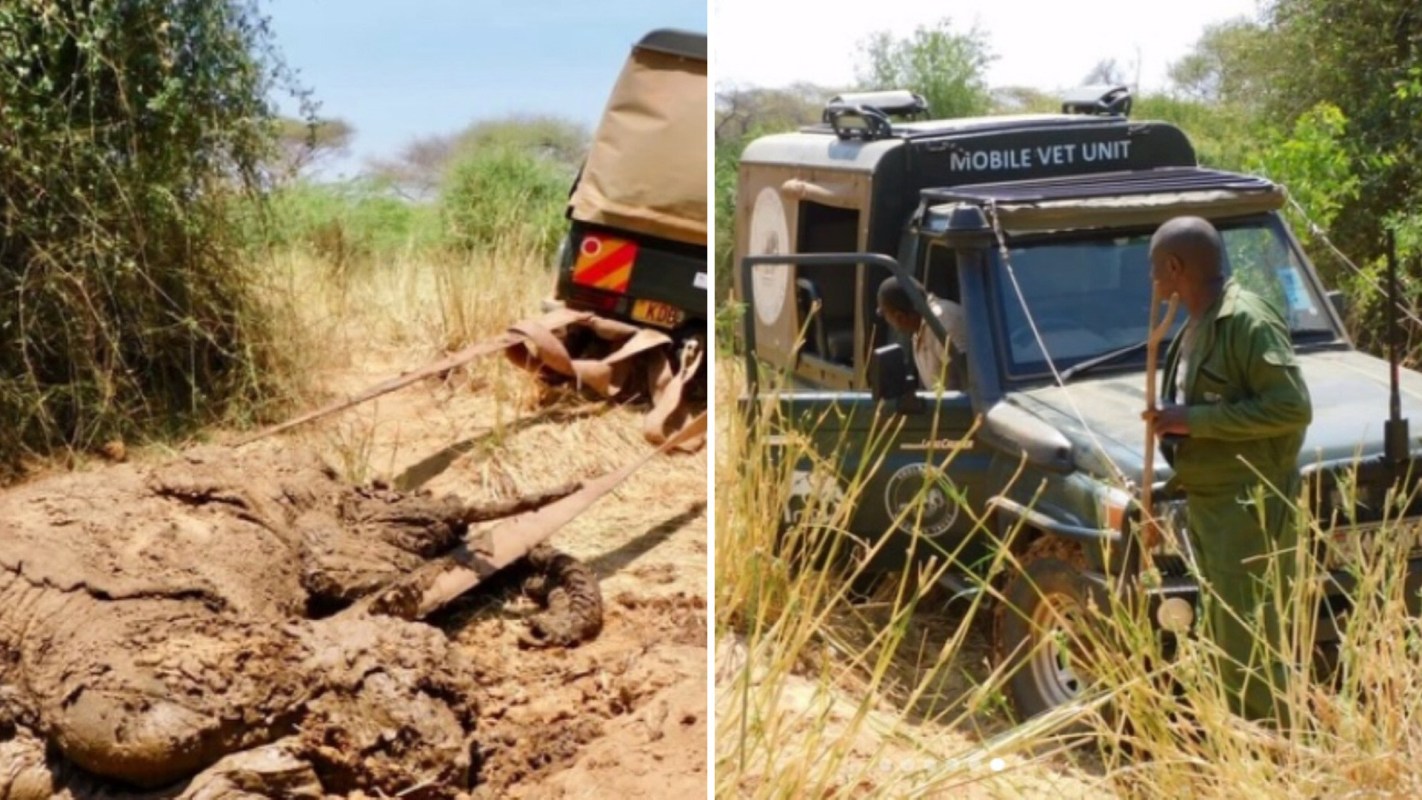 A vehicle is retrieving an elephant from the ground while a man stands beside a mobile vet unit.