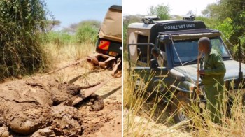A vehicle is retrieving an elephant from the ground while a man stands beside a mobile vet unit.