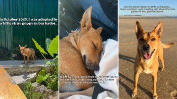 A dog stands outside near a green wall, a dog sleeps on a lap, and a dog plays on the beach.
