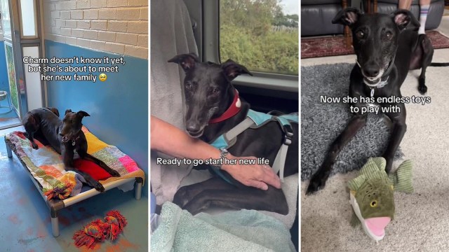 Rescue dog Charm finds forever home, and family says 'it's like she's been there forever'