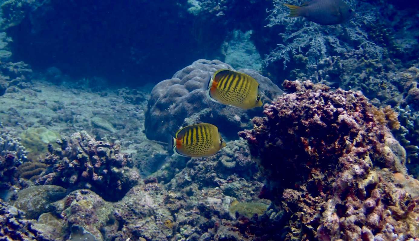 Two butterfly fish swim near coral reefs underwater.