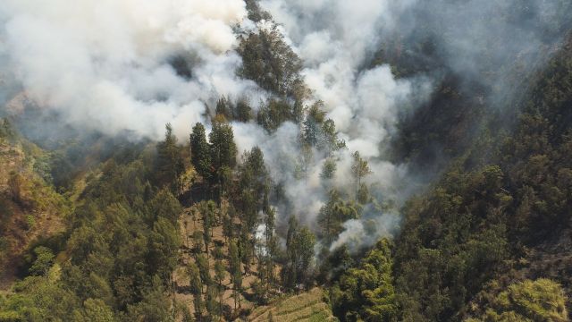 A forest fire in Indonesia.