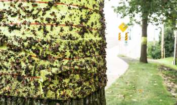 A tree trunk covered with numerous spotted lanternflies on bright yellow and red sticky tape.