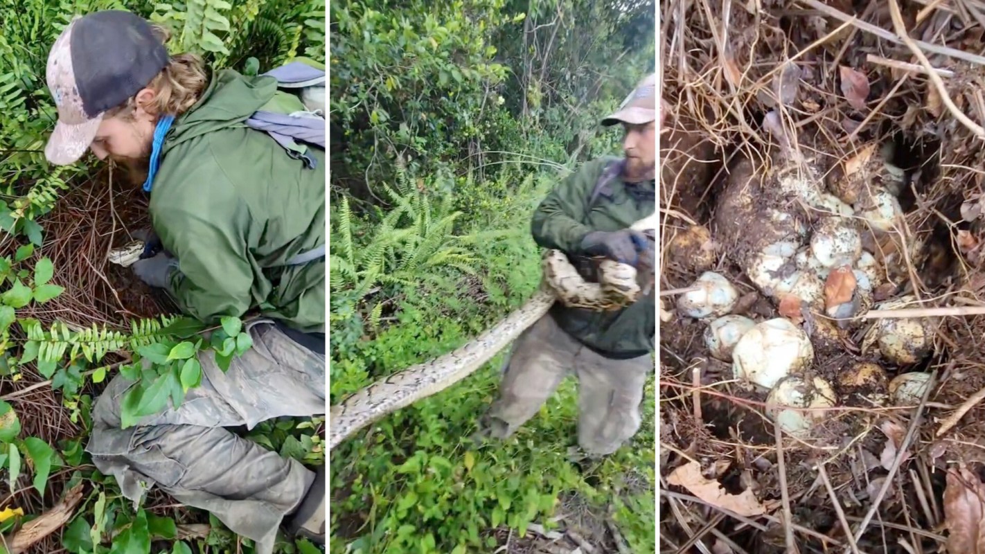 A person in a forest pulls a python off its nest and examines its eggs.
