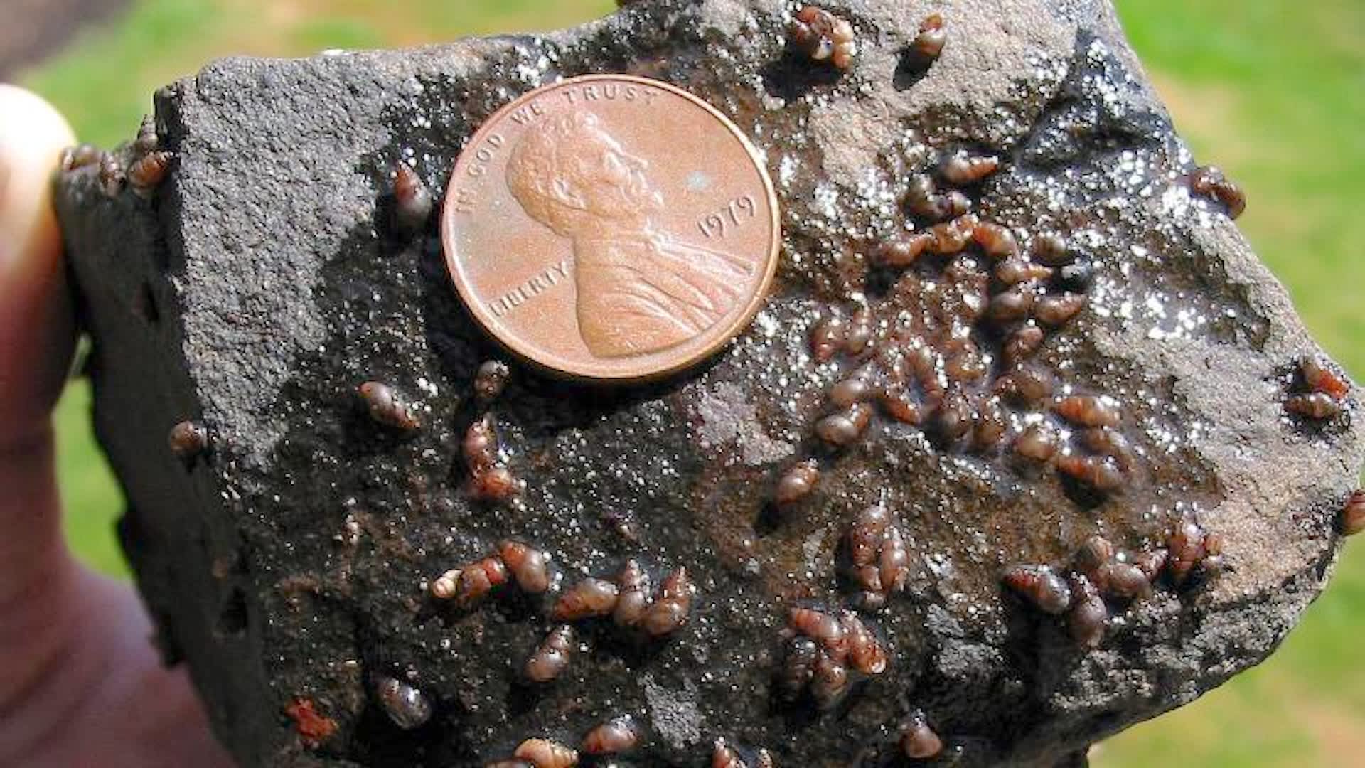 Invasive snails that clone themselves identified in Colorado lake, triggering boat checks