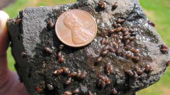 A rock with numerous small snails and a penny for scale.