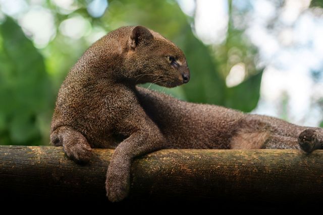 A jaguarundi.