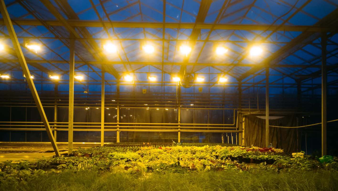 A greenhouse interior filled with various plants and illuminated by overhead lights at dusk.