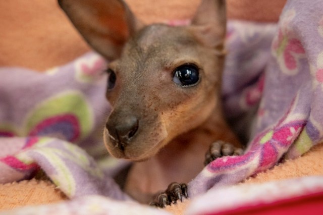 Orphaned wallaby joey in Australia beats grazes, tummy troubles, and gets second chance to hop