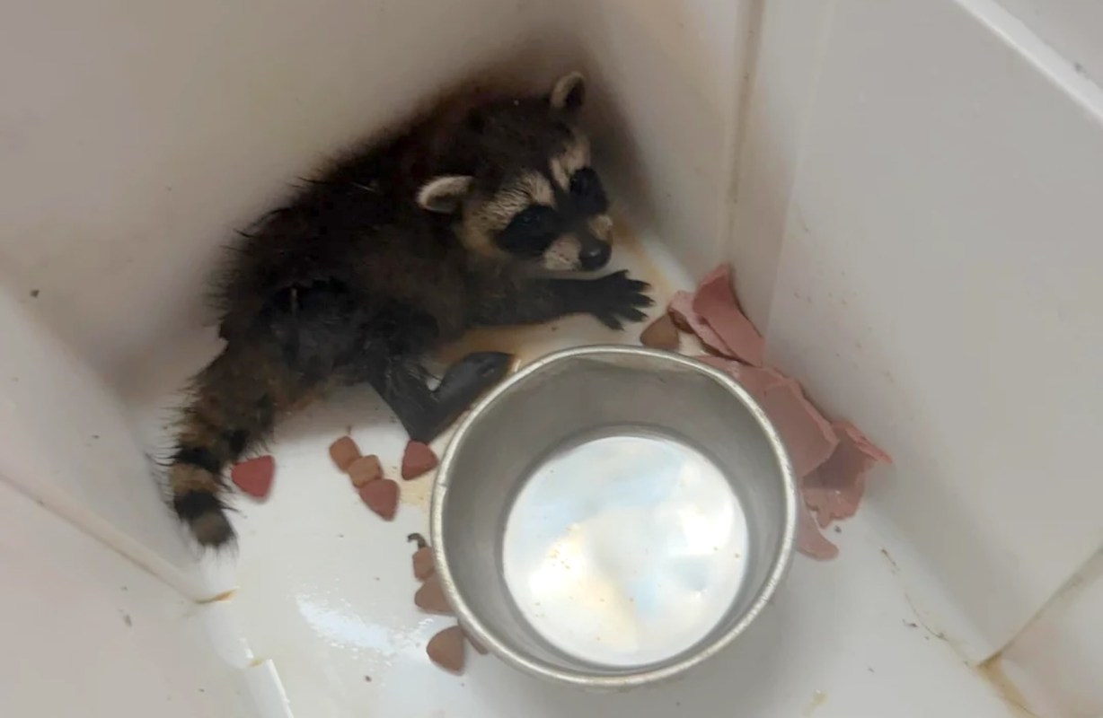 A raccoon near a metal bowl and scattered food in a white enclosure.