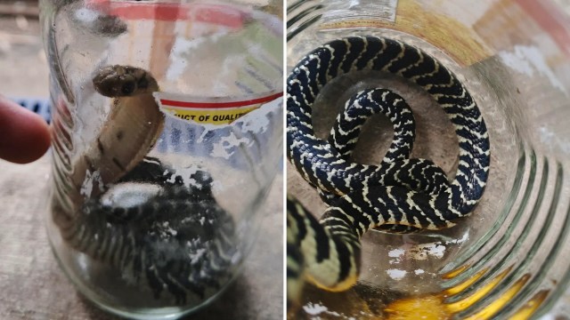 A snake inside a glass jar.
