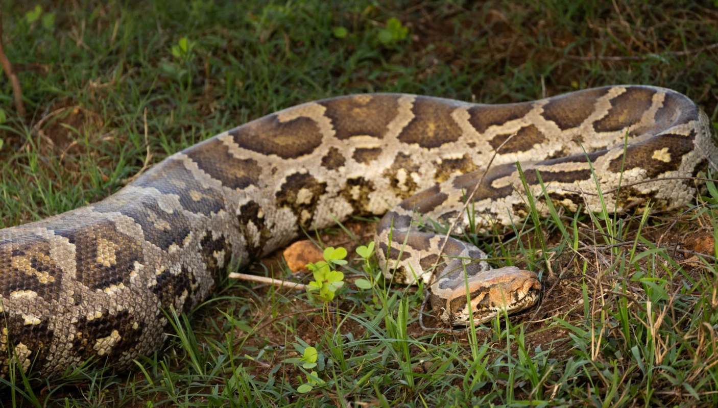 A large python resting on grass with some small plants surrounding it.
