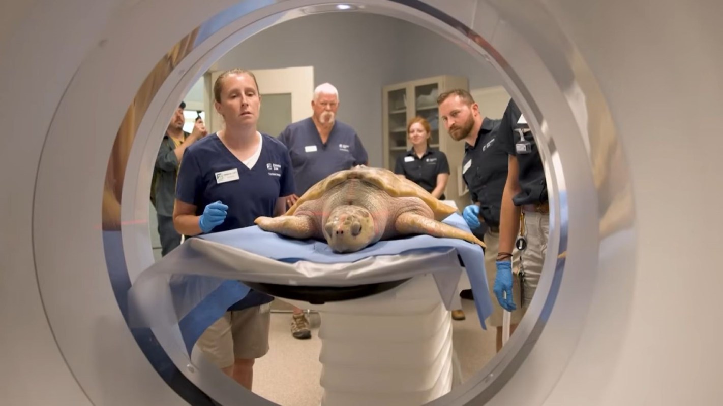 A sea turtle in an MRI machine.