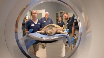 A sea turtle in an MRI machine.