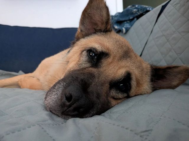 Kenji the dog.